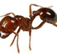 ant2