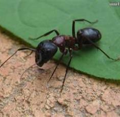 ant3