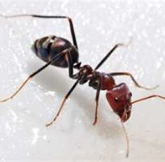 ant4