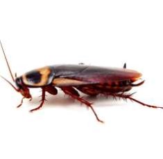 cockroach1