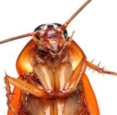 cockroach2