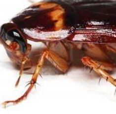 cockroach8
