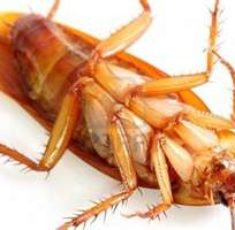 cockroach9