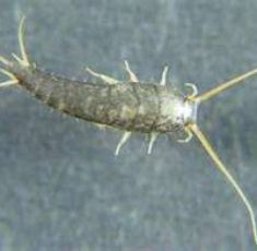 silverfish1