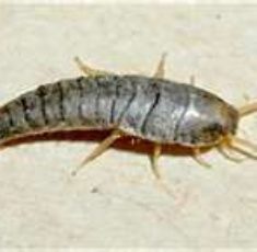 silverfish2