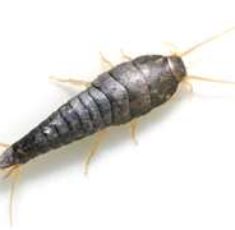 silverfish4