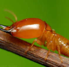 termite1