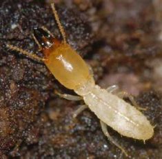 termite2