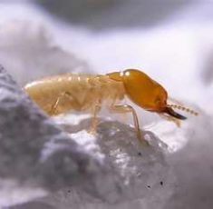 termite3