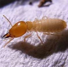 termite6