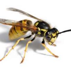 wasp1