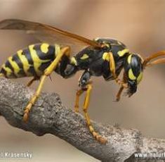 wasp2